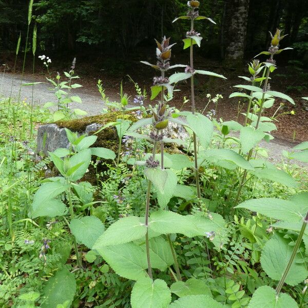 Stachys alpina Habitatea