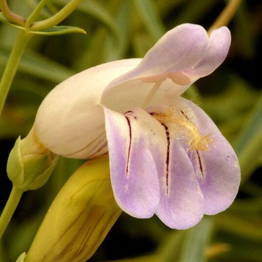 Penstemon fruticiformis Kwiat