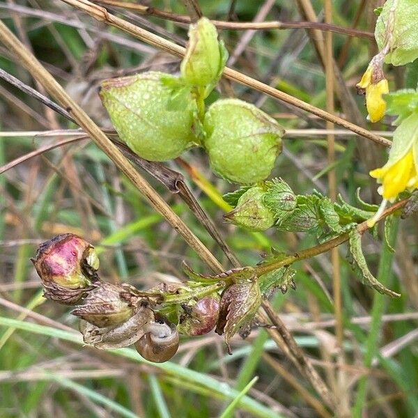 Rhinanthus minor Frukto