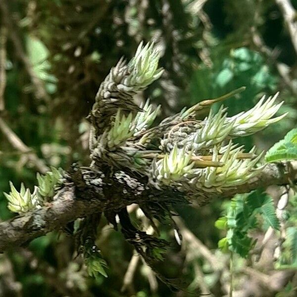 Tillandsia tricholepis Характер