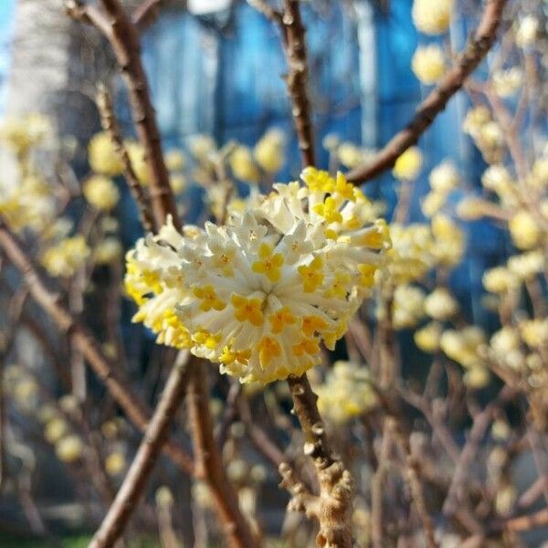 Edgeworthia chrysantha Žiedas