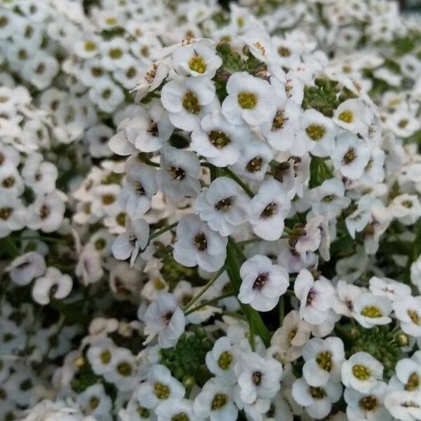 Lobularia maritima Floro