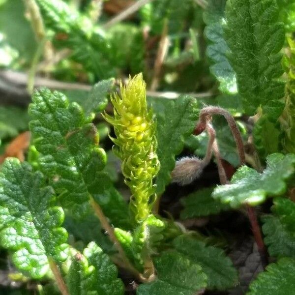 Selaginella selaginoides عادت