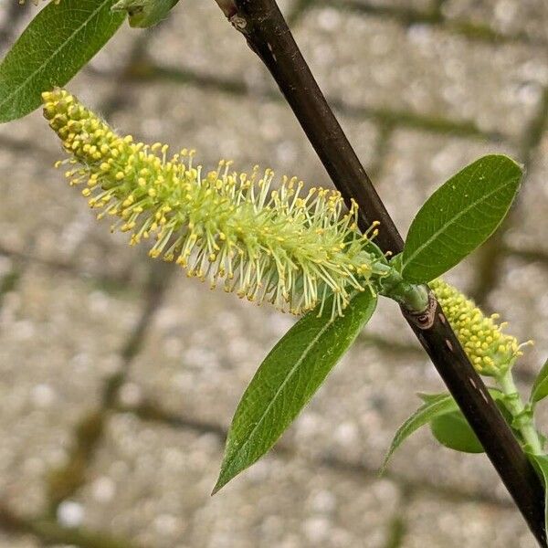 Salix triandra Frunză