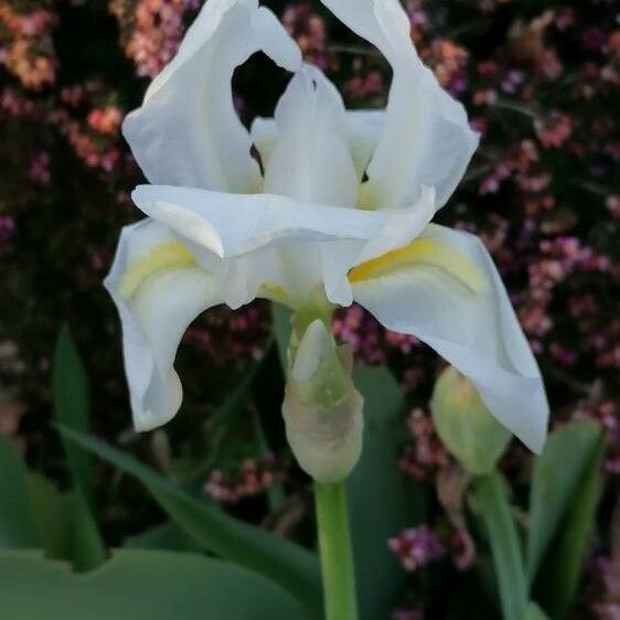 Iris albicans Flower