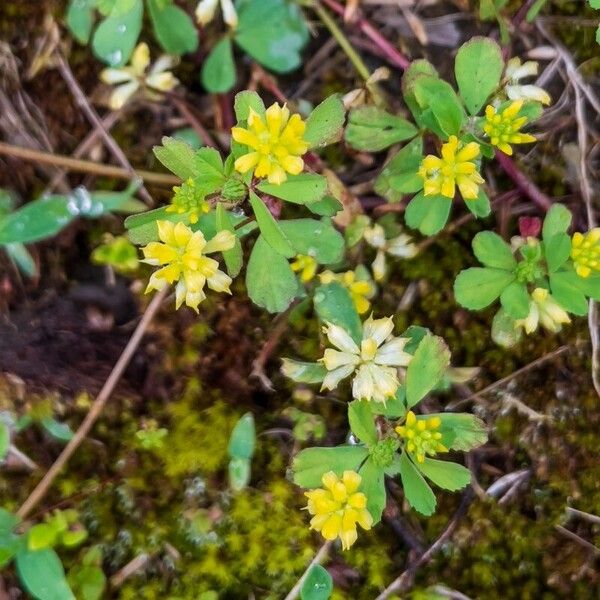 Trifolium dubium Цветок