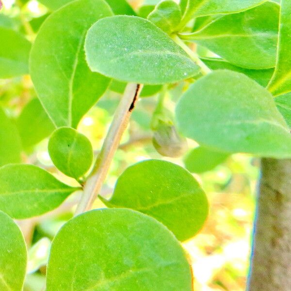 Lycium barbarum Leaf