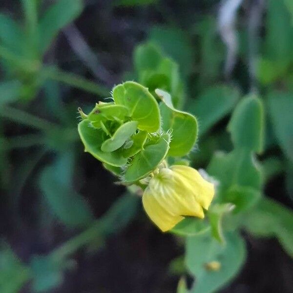 Justicia flava Blad