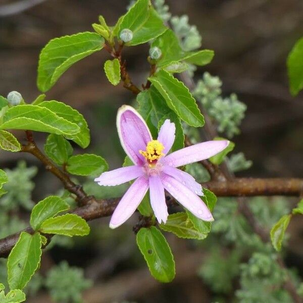 Grewia occidentalis Λουλούδι