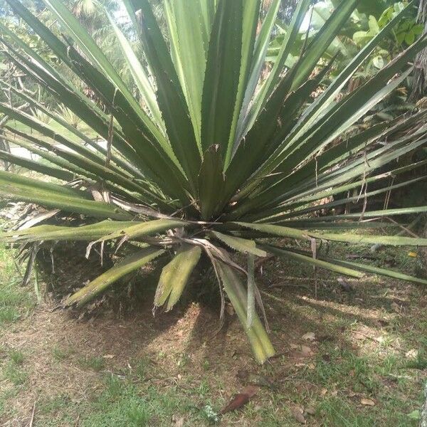 Furcraea foetida Leaf