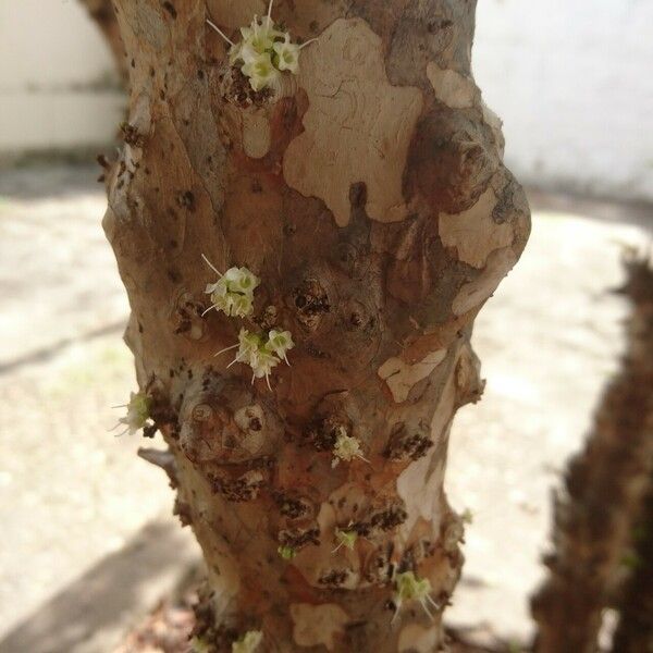 Plinia cauliflora Õis