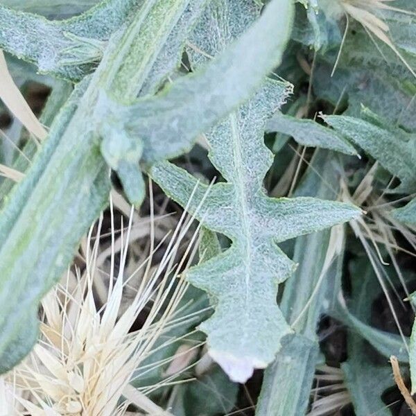 Centaurea solstitialis Лист