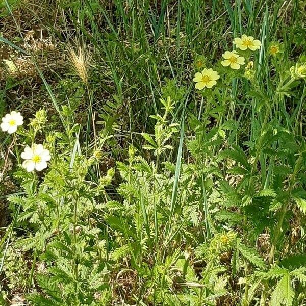 Potentilla recta Habitus