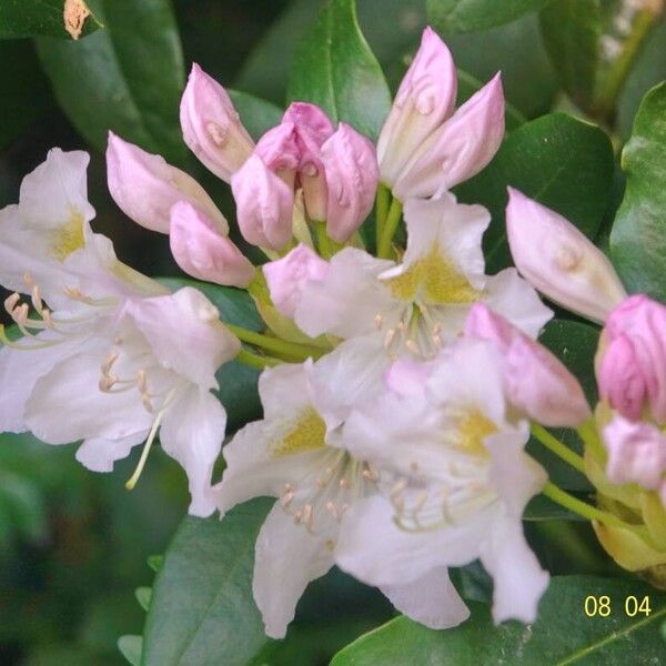 Rhododendron maximum Flower