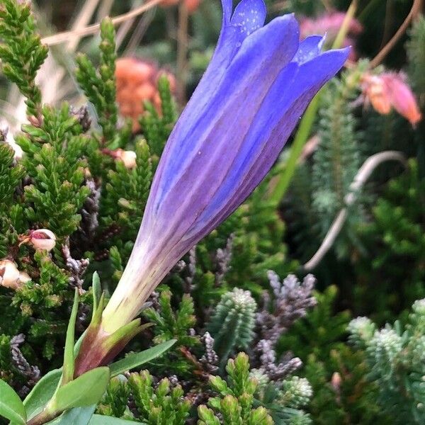 Gentiana pneumonanthe फूल