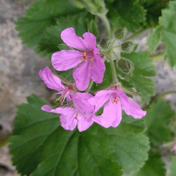 Erodium malacoides Blüte