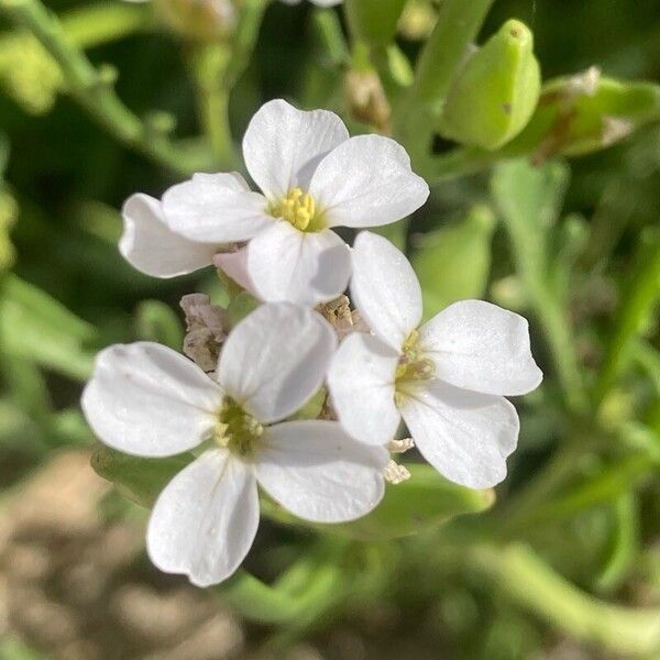 Cakile maritima Blodyn