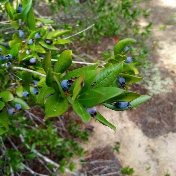 Myrtus communis Frucht