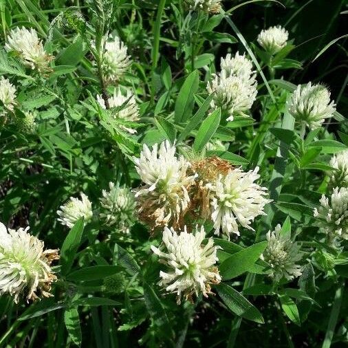 Trifolium pannonicum Fleur