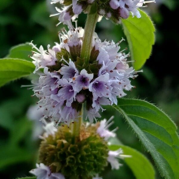 Mentha arvensis Flors