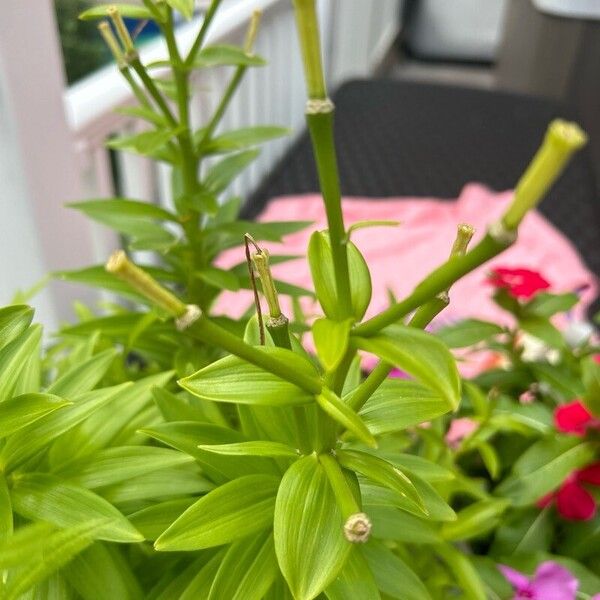 Lilium lancifolium Leaf