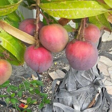 Mangifera indica Φρούτο