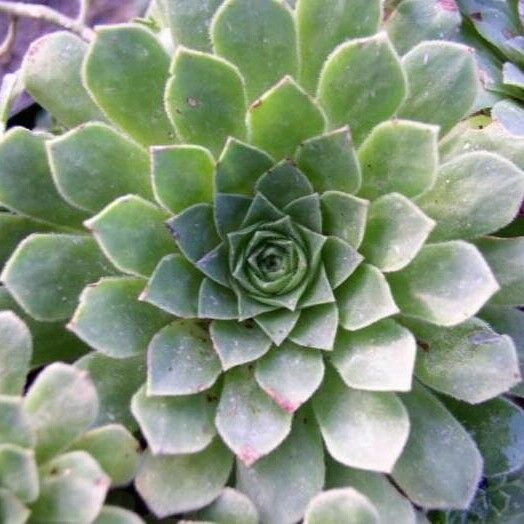 Aeonium aizoon Ліст