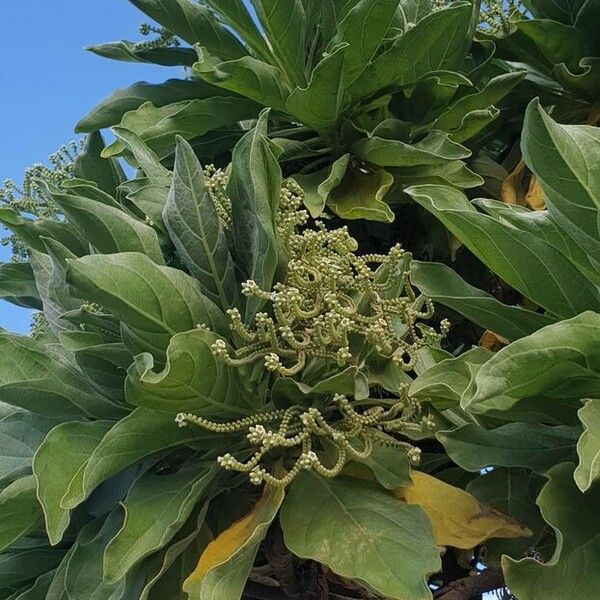 Heliotropium foertherianum Flor