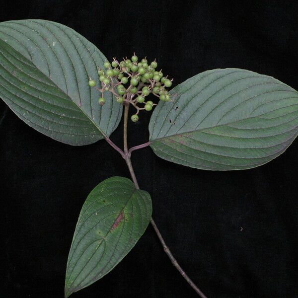 Cornus macrophylla Habitus