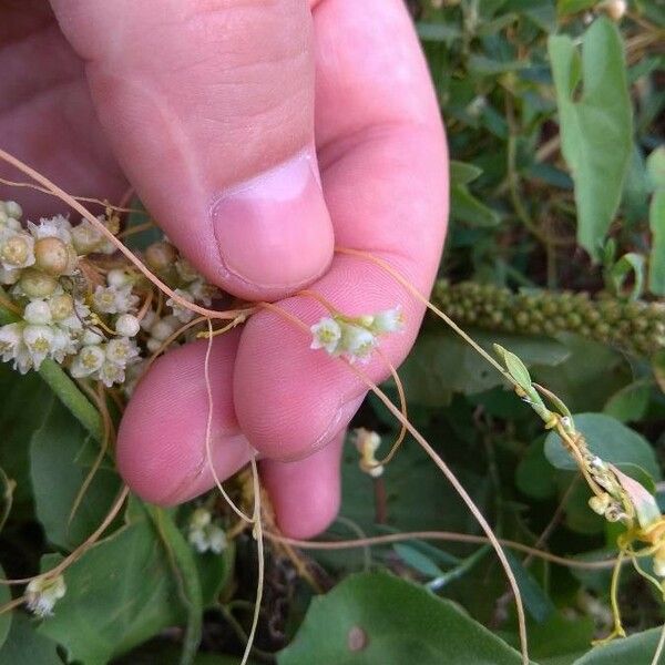 Cuscuta australis Fiore