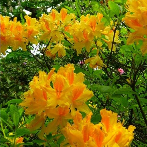 Rhododendron calendulaceum फूल