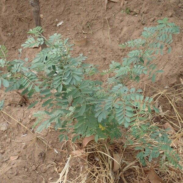 Indigofera suffruticosa ᱛᱟᱦᱮᱸ