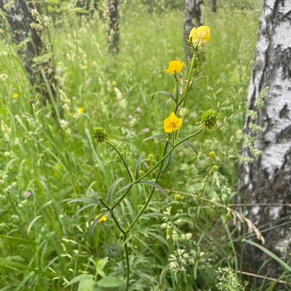 Ranunculus polyanthemos Хабит