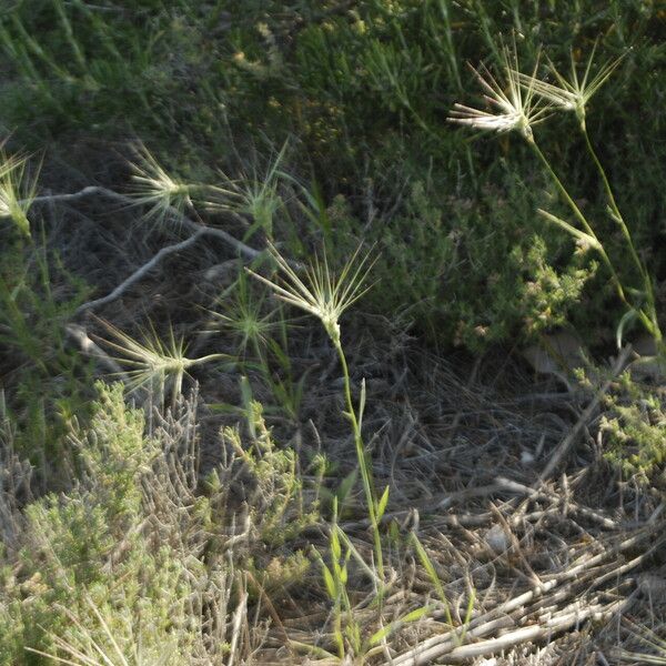 Aegilops neglecta 整株植物