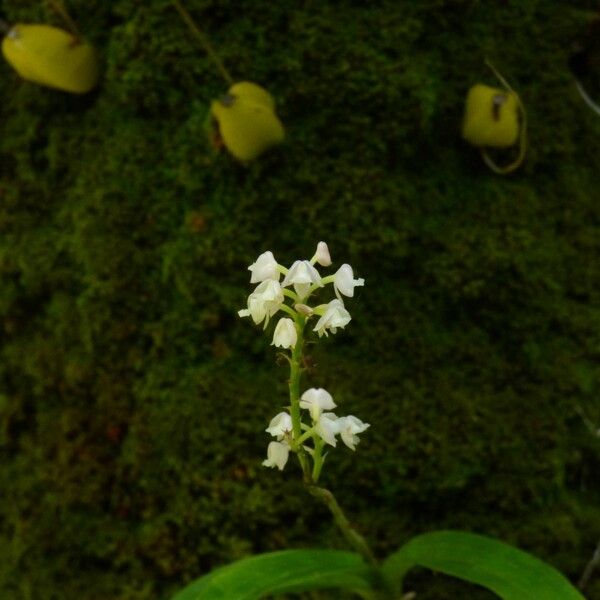 Polystachya concreta Flower