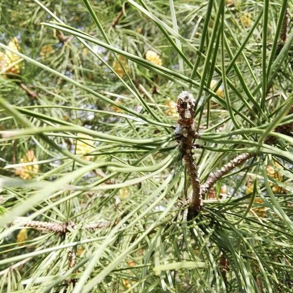 Pinus pinaster ഇല