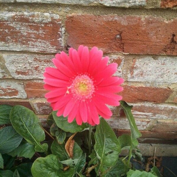 Gerbera spp. Flors