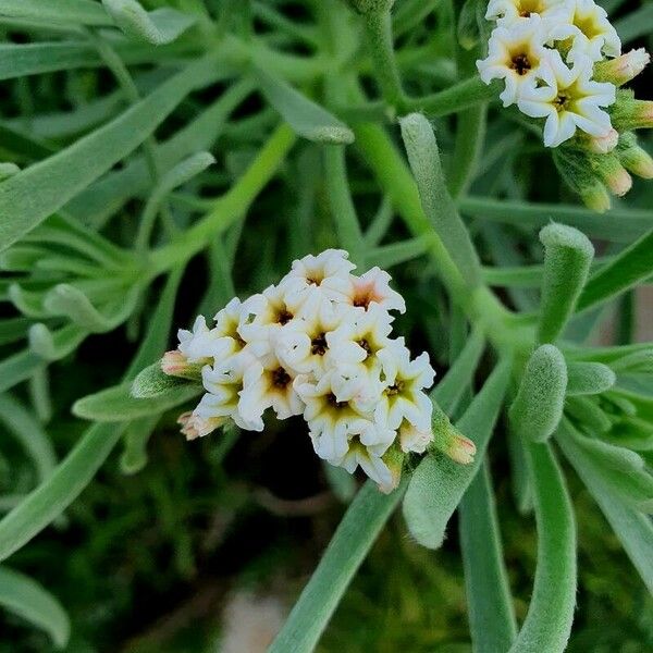 Tournefortia gnaphalodes Flor