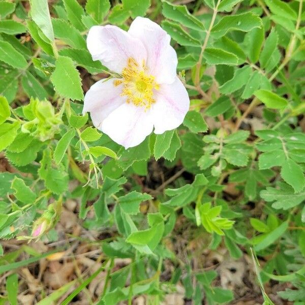 Rosa arkansana ফুল