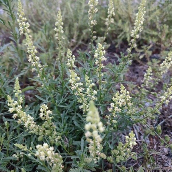 Reseda lutea फूल