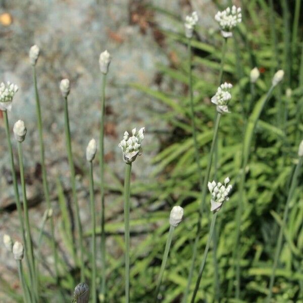 Allium guttatum Blomma