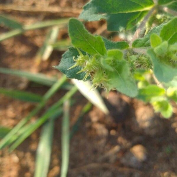 Acanthospermum hispidum Leaf