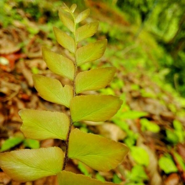 Adiantum latifolium Ліст