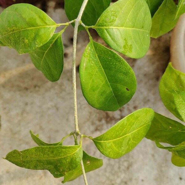 Mansoa alliacea Leaf