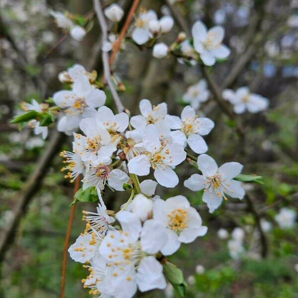 Prunus cerasus Flower