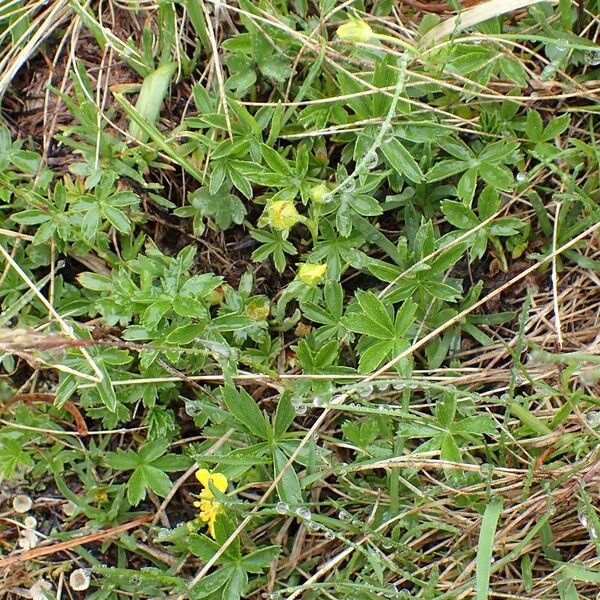 Potentilla aurea Alkat (teljes növény)