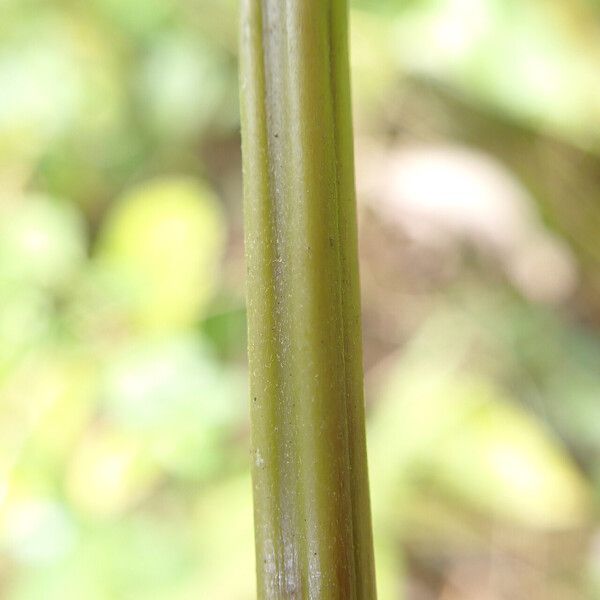 Thelypteris interrupta Leaf