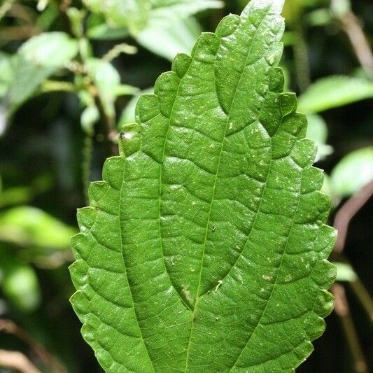 Boehmeria japonica Leaf