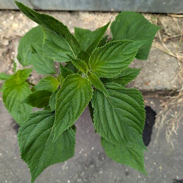 Salvia hispanica Foglia