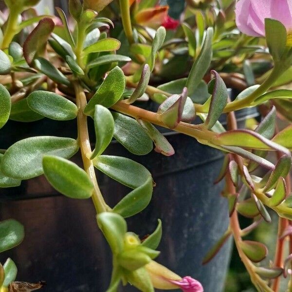 Portulaca umbraticola 花